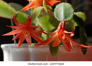 Best easter cactus royalty