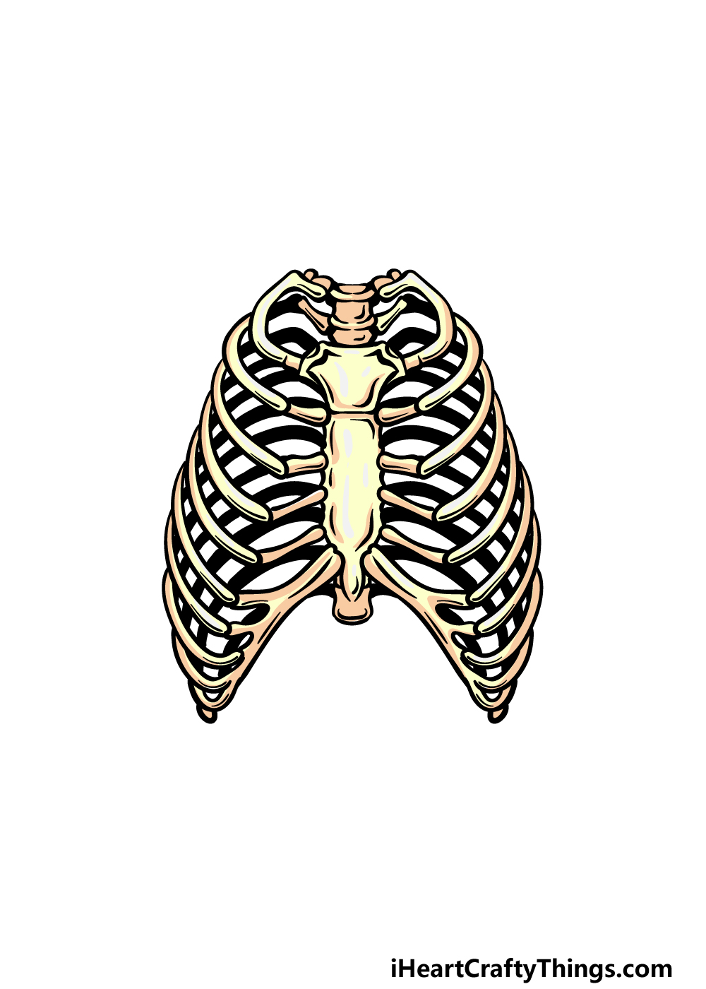 Rib cage drawing