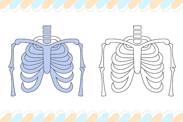 Premium vector xray coloring page for coloring books