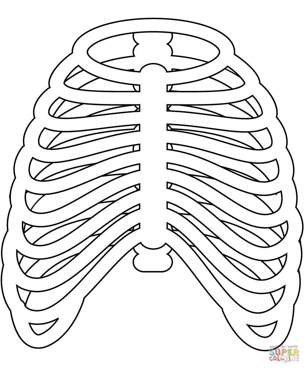 Rib cage coloring page free printable coloring pages