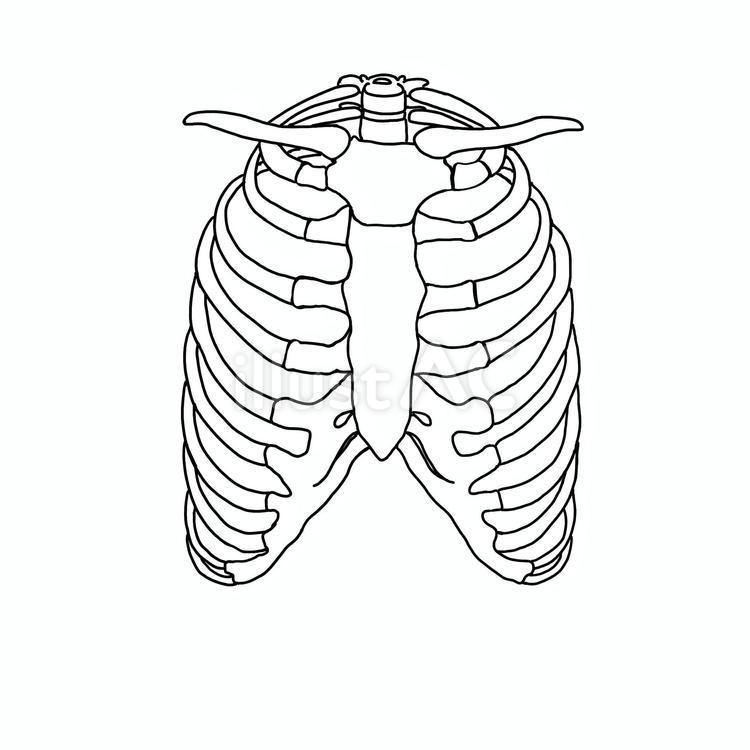 Free vectors rib cage