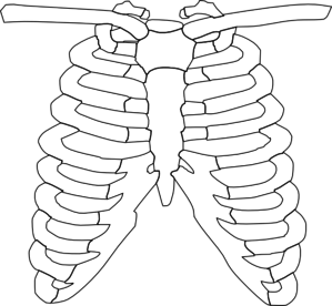 Front rib cage clip art at