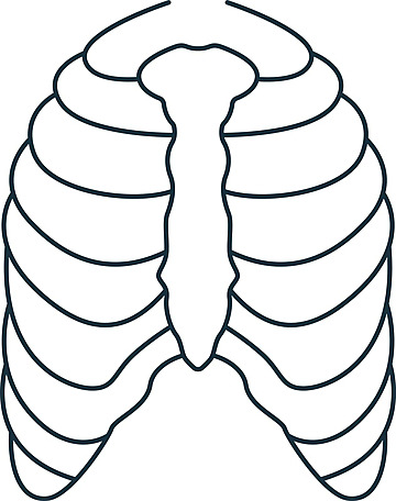 Rib cage outline png transparent images free download vector files