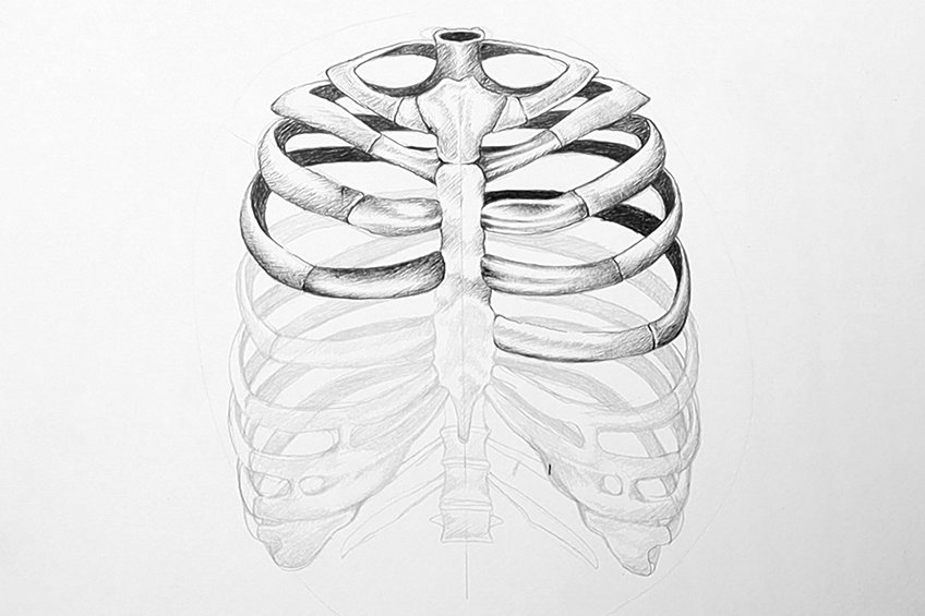 How to draw a rib cage