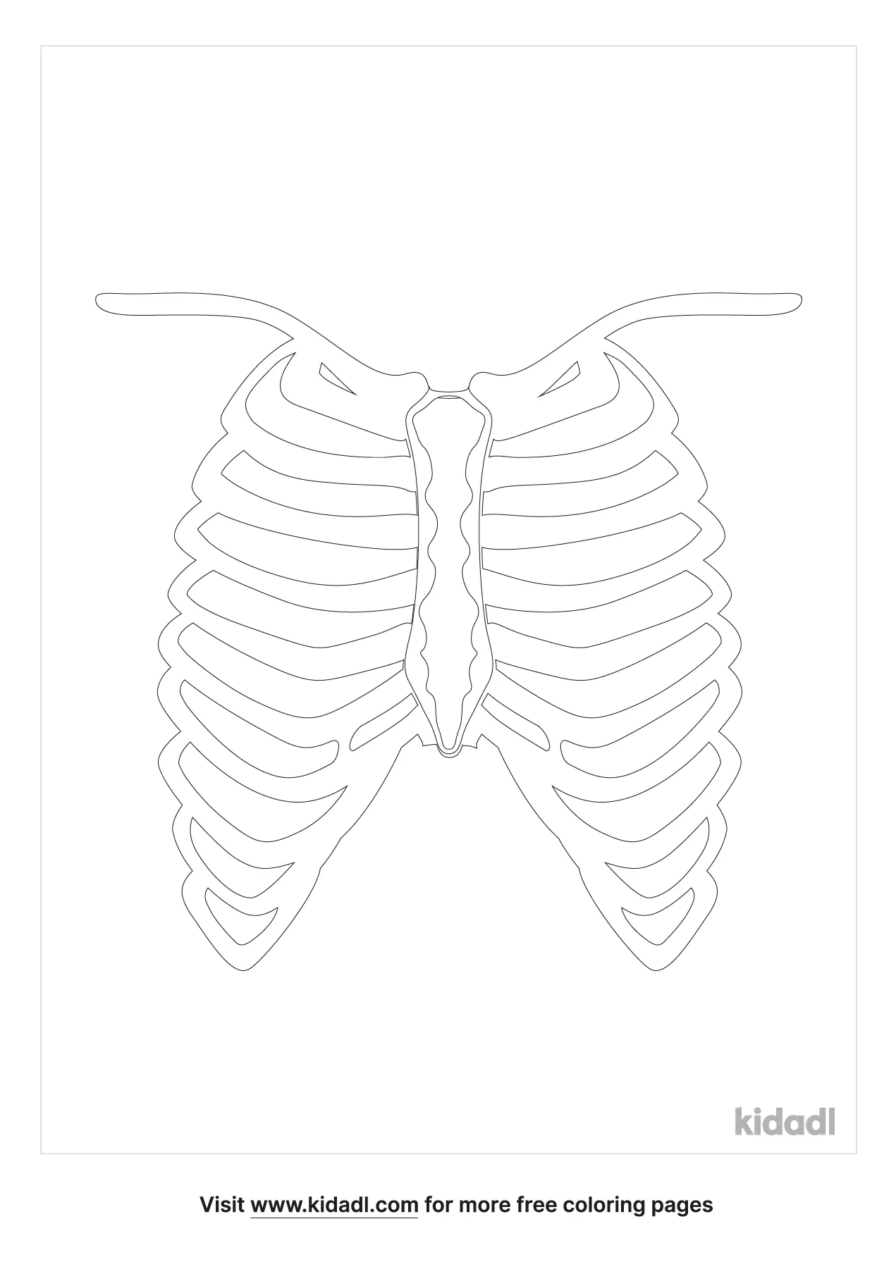 Free human rib cage coloring page coloring page printables