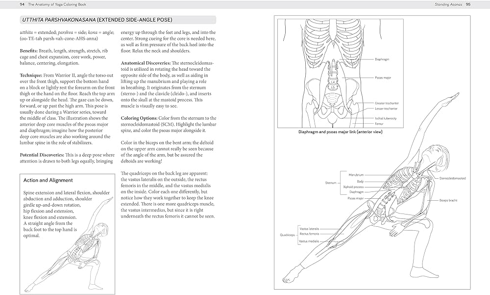 The anatomy of yoga coloring book learn the form and biomechanics of more than asanas staugaard