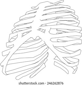 Rib cage continuous line stock vector royalty free