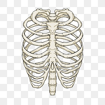 Rib cage png transparent images free download vector files