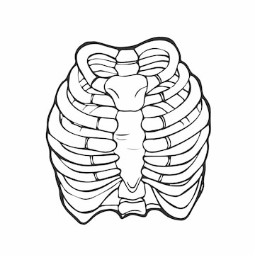 Premium vector doodle illustration of human rib cage line art style boho vector realistic