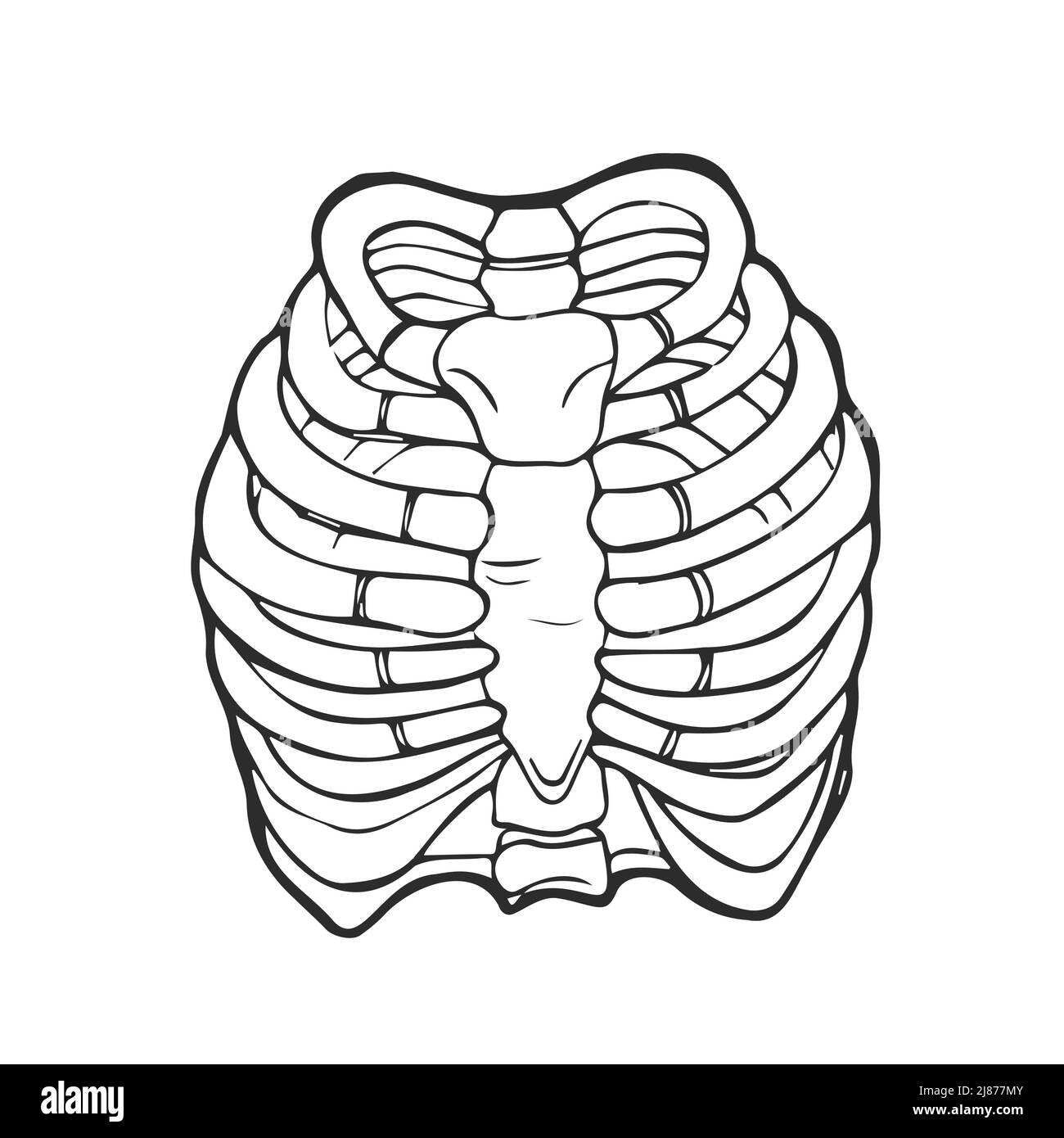 Rib cage illustration black and white stock photos images