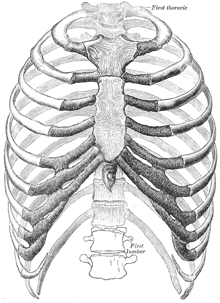 Rib cage