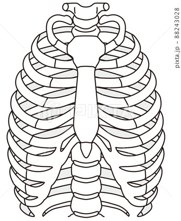 Rib sternum skeleton diagram