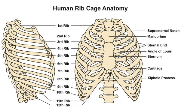 Human rib cage images â browse photos vectors and video