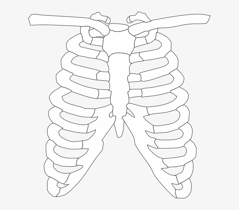 Rib cage ribs bones human