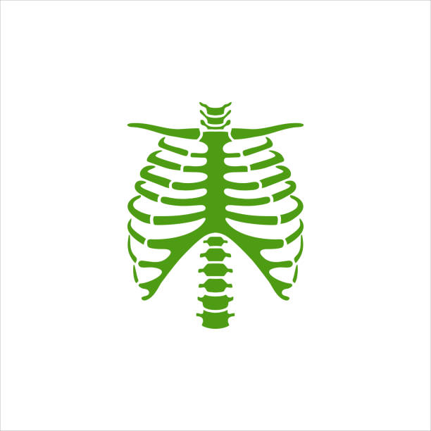 Human rib cage stock illustrations royalty