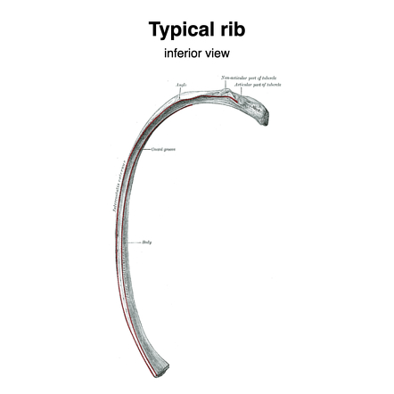 Ribs radiology reference article