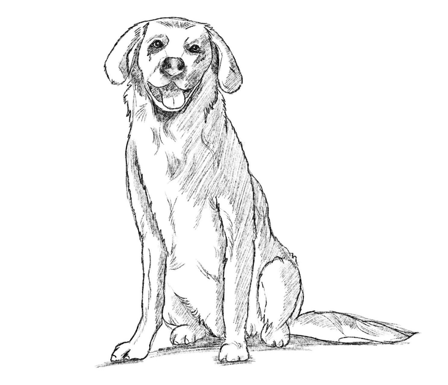 How to draw a dog step