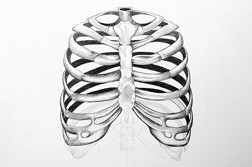 How to draw a rib cage