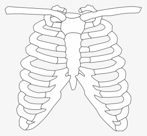 Rib cage human skeleton skull bone