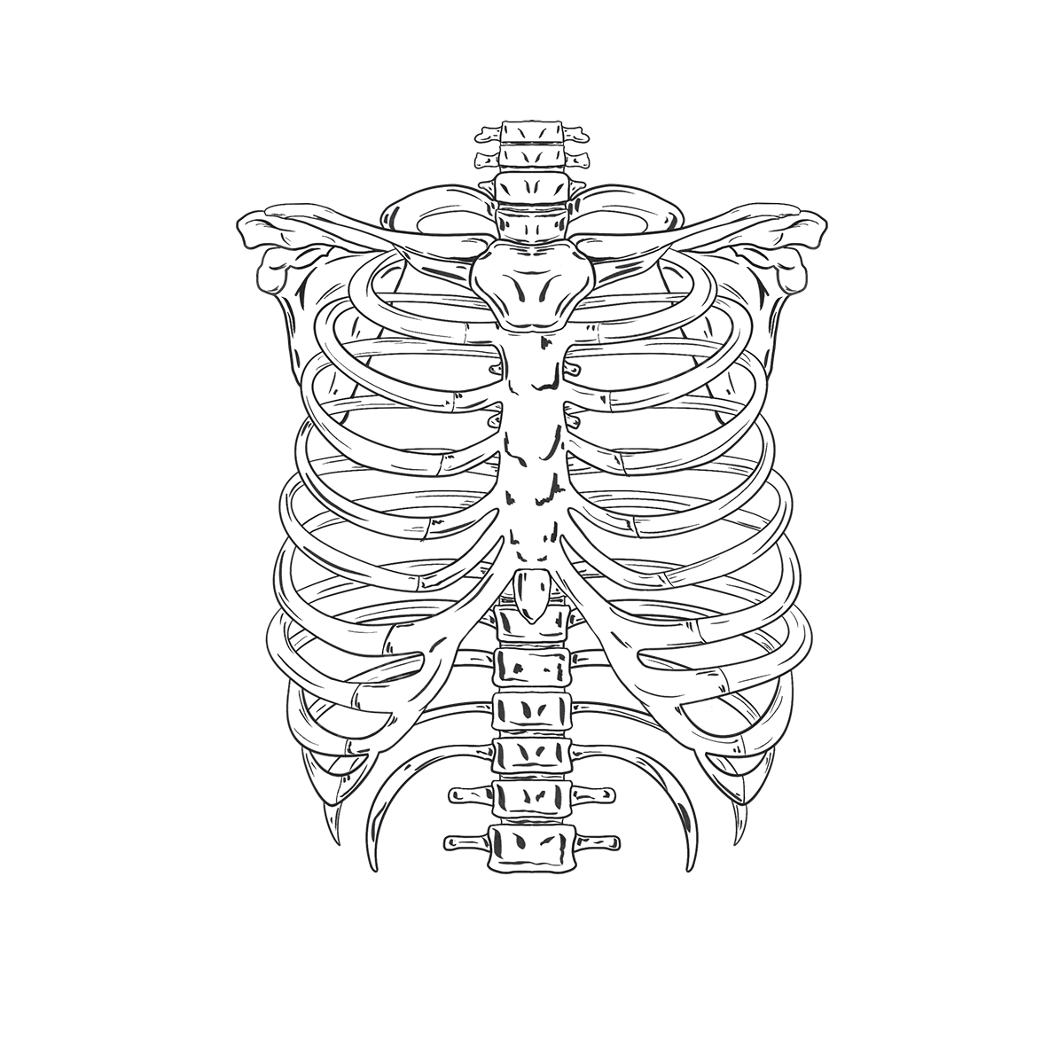 Human ribs white transparent black and white lines halloween human ribs ribs drawing ribs sketch rib cage png image for free download