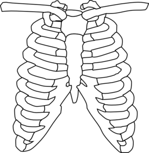 Rib clip art at