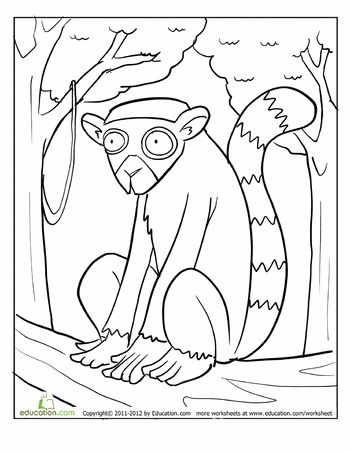 Ring tailed lemur coloring page zoo coloring pages lemur storytime crafts