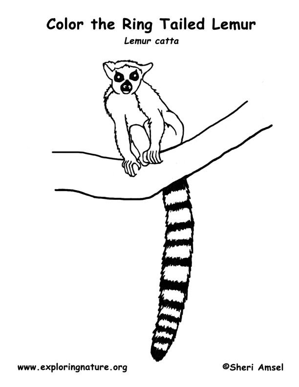 Ringtail lemur coloring lemur color coloring pages