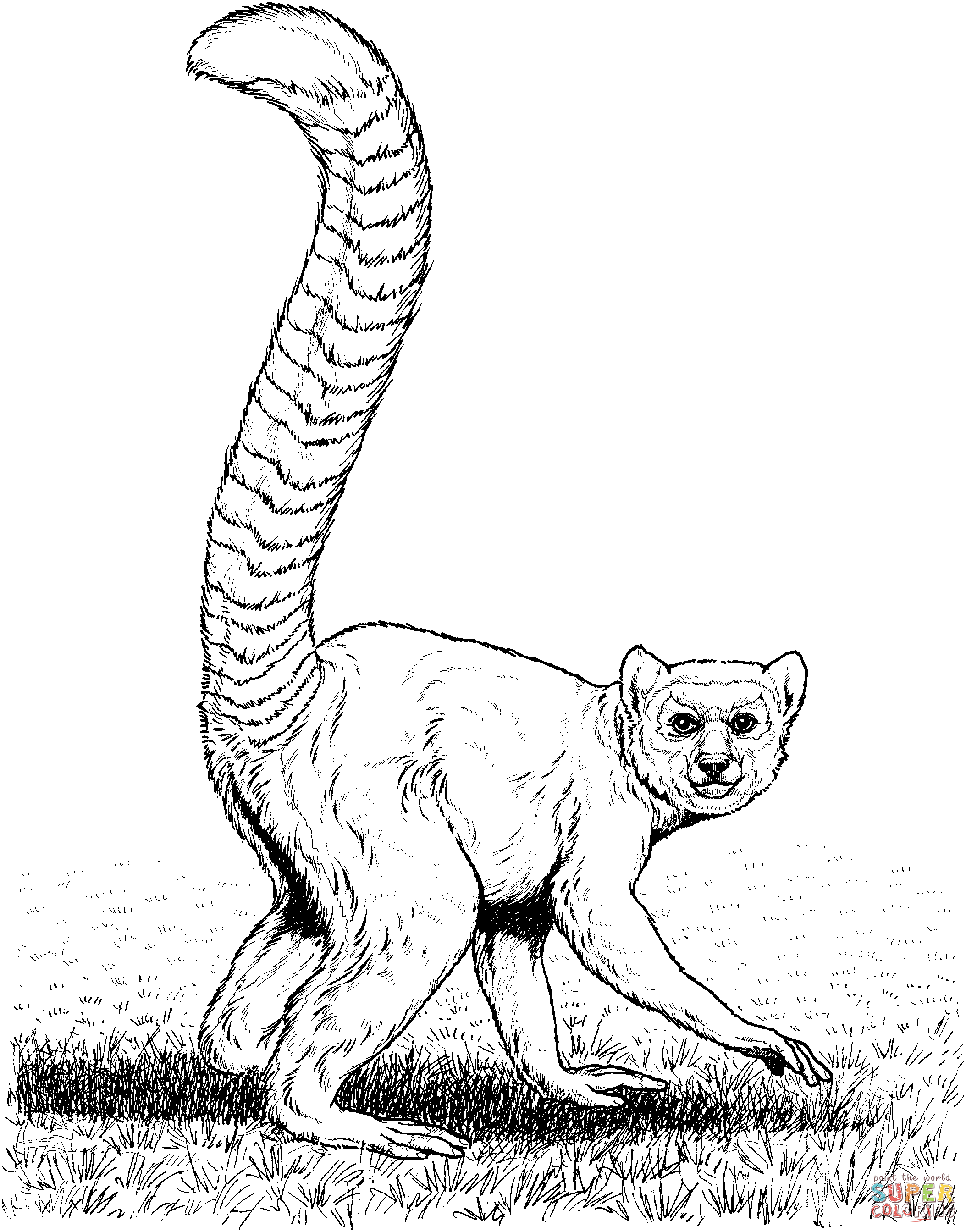 Ringtail coloring page free printable coloring pages