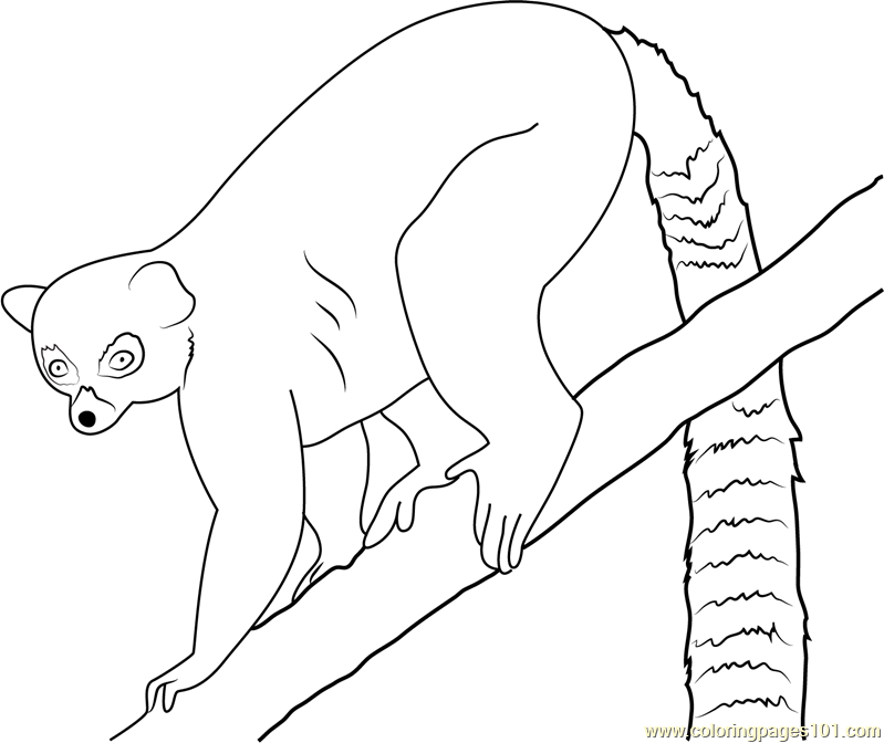 Lemur coloring page coloring pages lemur coloring pages for kids