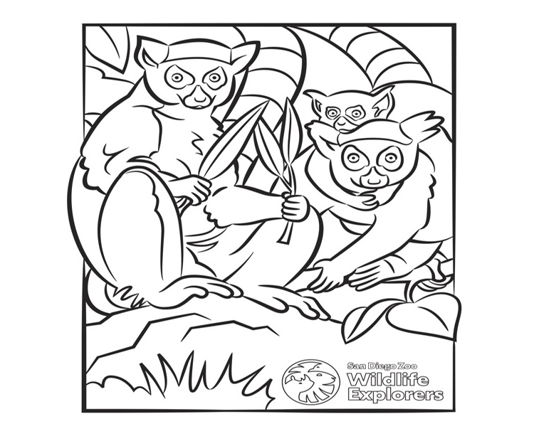 Coloring page lemurs san diego zoo wildlife explorers