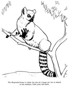 Lemur coloring page ideas lemur coloring pages coloring pictures