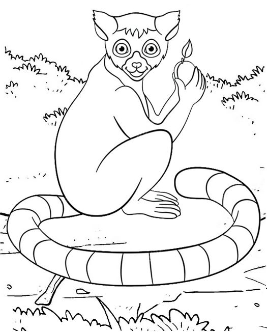 Top nine real and cartoon lemur coloring pages for kids zoo coloring pages cartoon coloring pages animal coloring pages