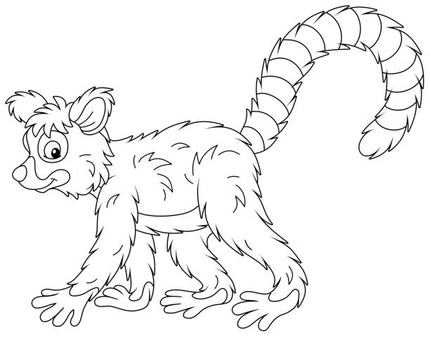 Ring tailed lemur drawings stock illustrations royalty