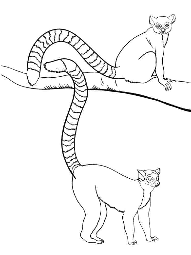 Two lemurs coloring page