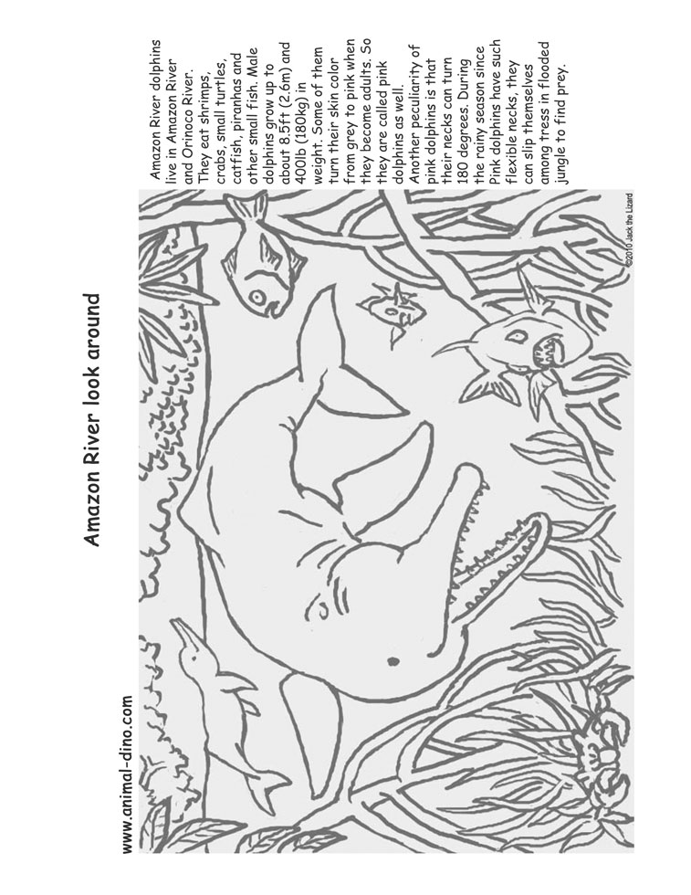 Animal coloring page amazon river dolphin print size