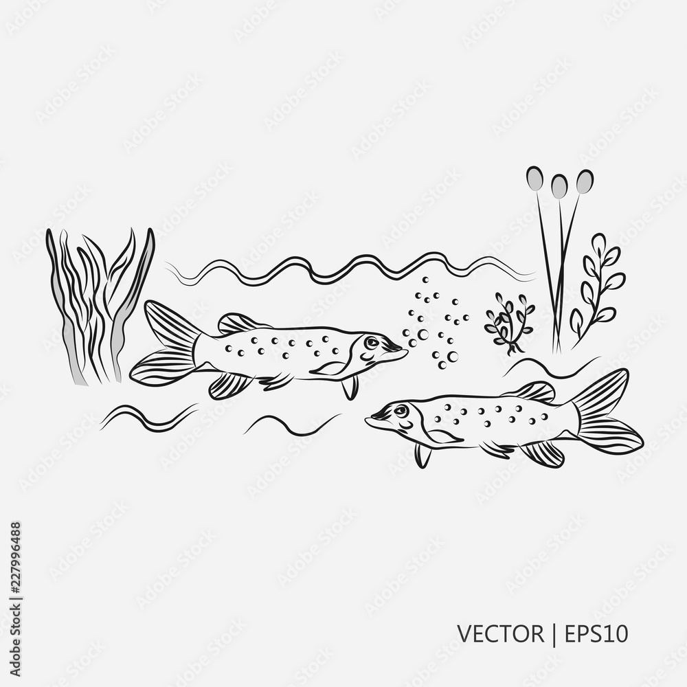 Vector illustration the northern pike known simply as a pike fishes in the river river plants drawings for children coloring pages vector