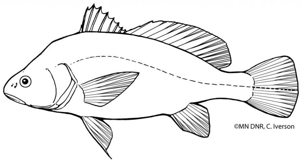 Coloring pages great lakes aquarium