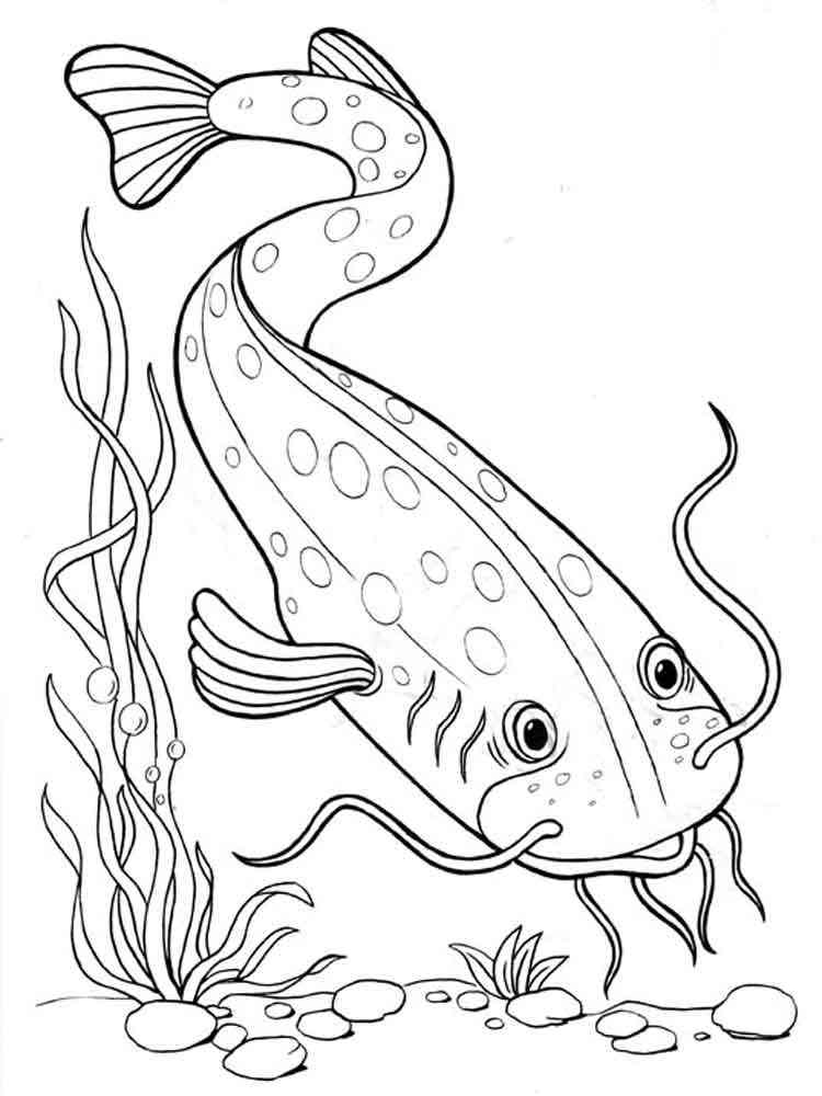 Freshwater fish coloring pages