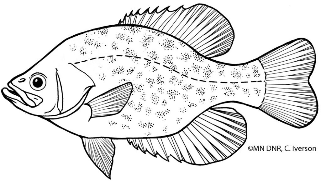 Coloring pages great lakes aquarium