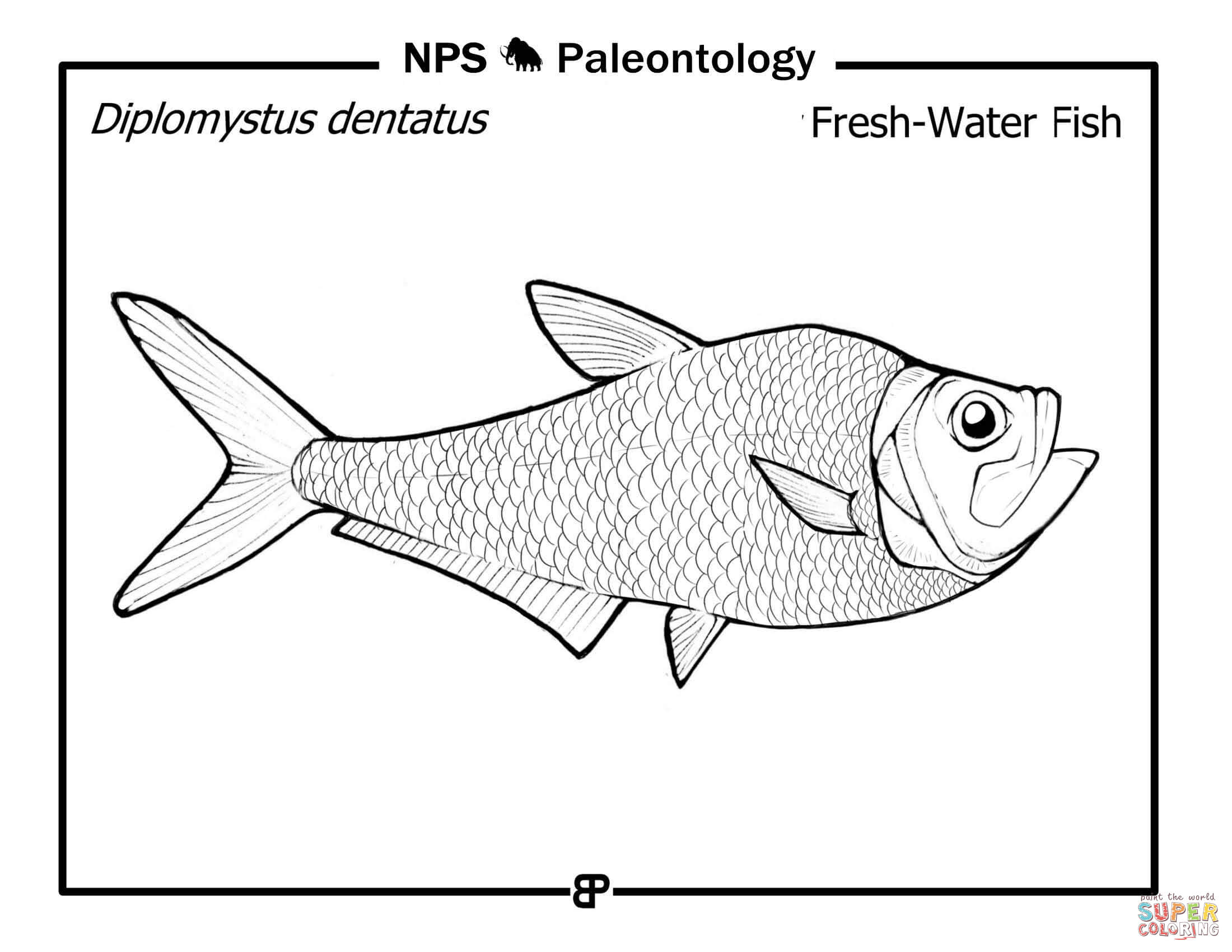 Prehistoric freshwater fish diplomystus dentatus coloring page free printable coloring pages