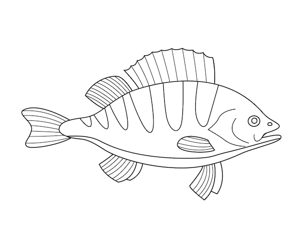 Premium vector river fish perch isolated on a white background