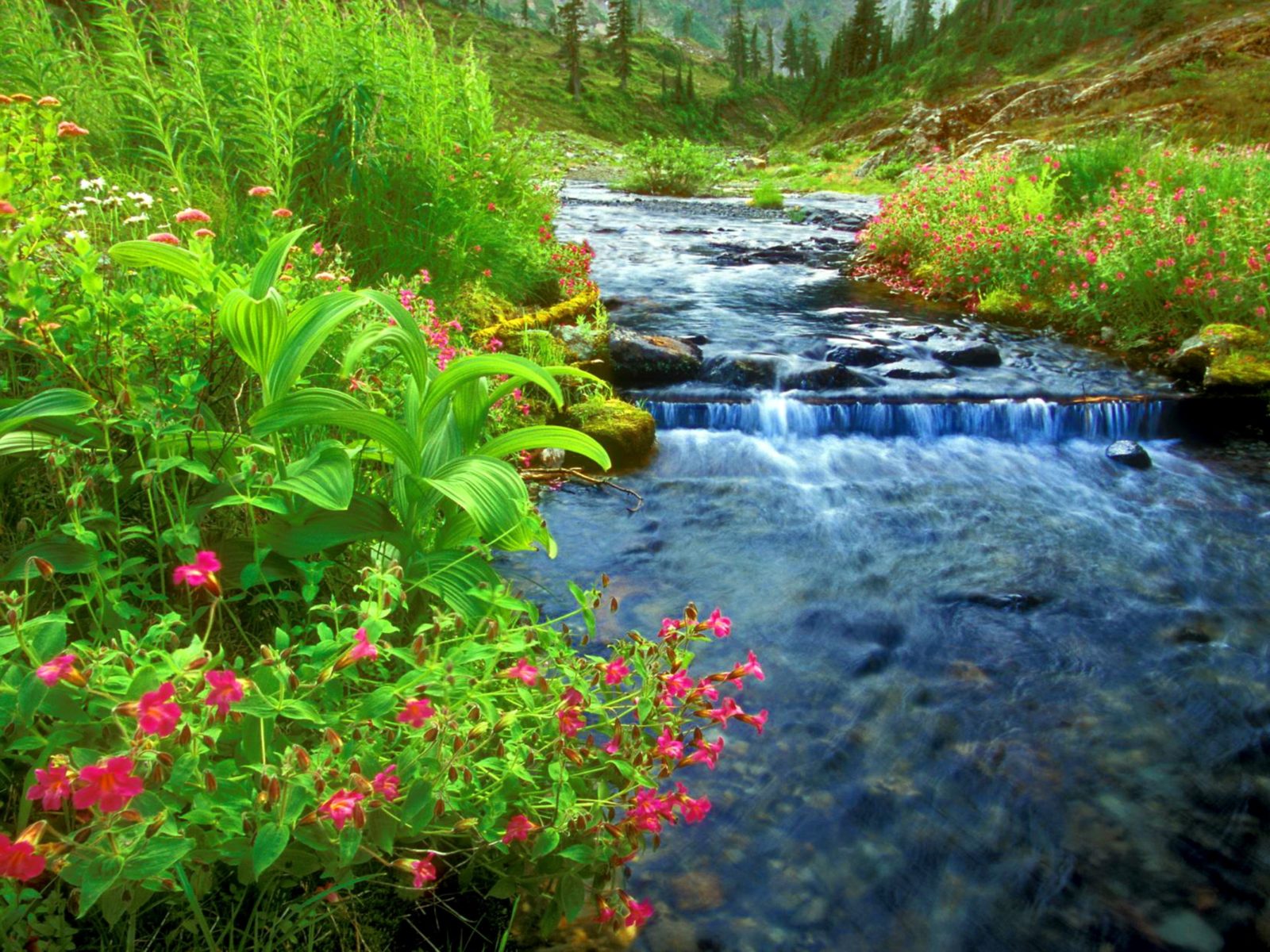 River Wallpapers Images - Free Download on Freepik