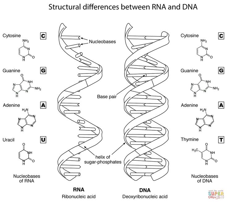 Structural differences between dna and rna color worksheets dna drawing dna replication