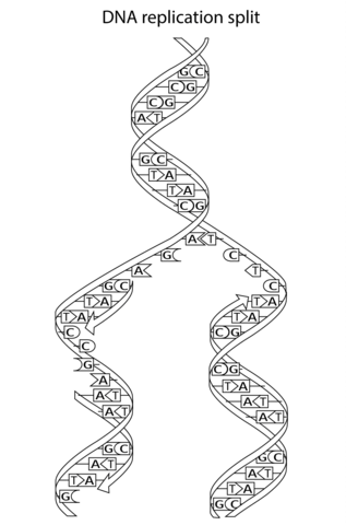 Dna replication split coloring page free printable coloring pages