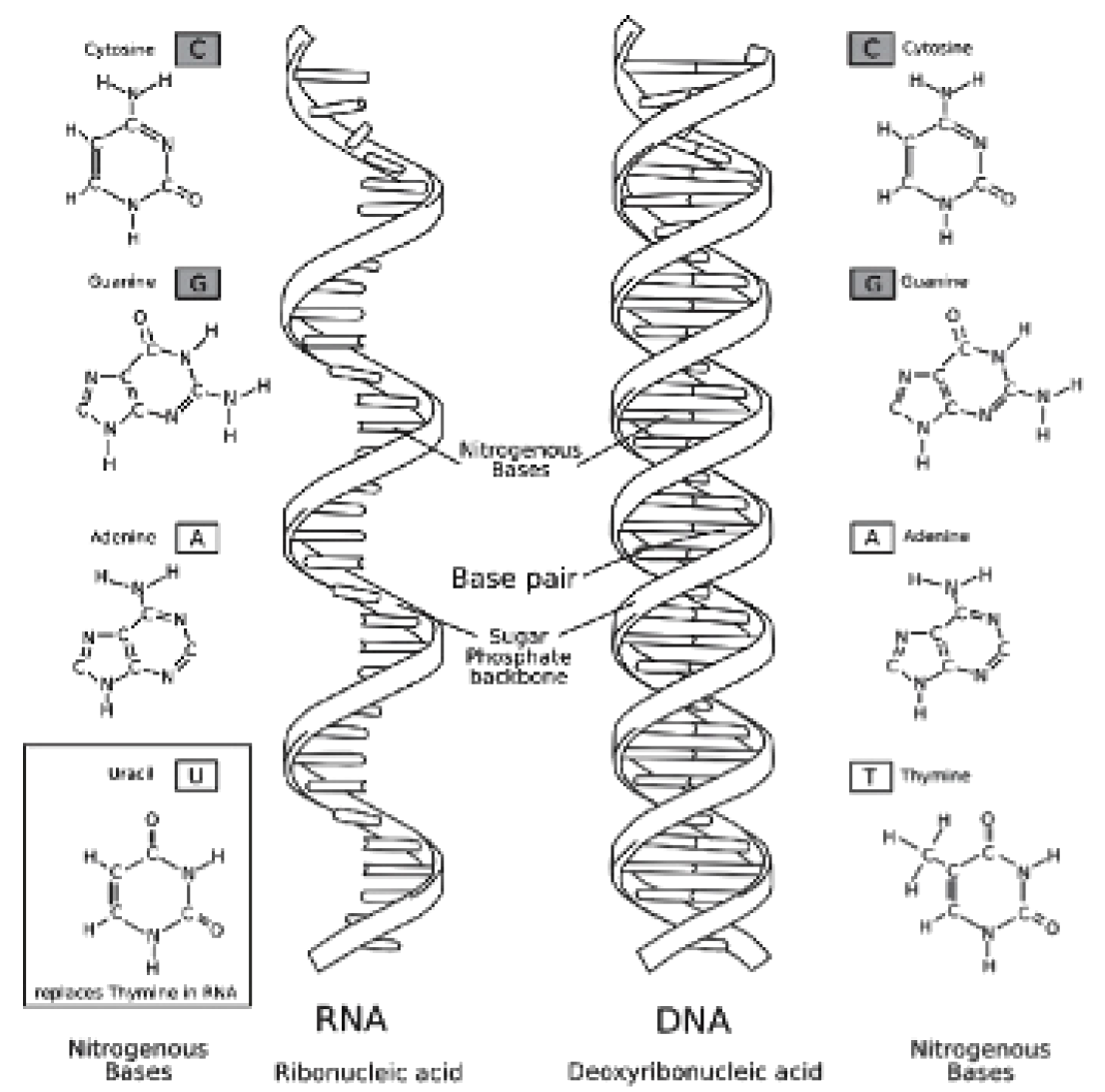 Dna and rna â