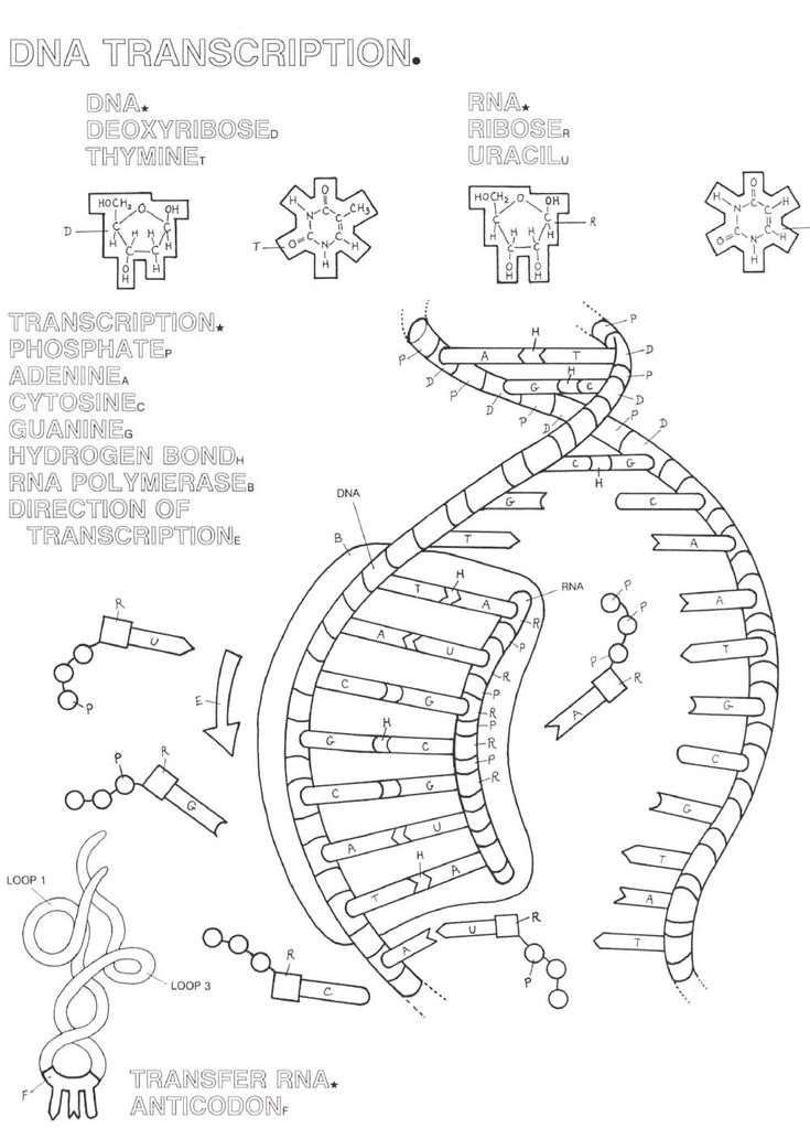 Dna replication coloring worksheet best of dna double helix coloring worksheet the color worksheets biology worksheet dna transcription