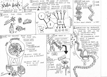 Biomolecules nucleic acid coloring sheet tpt