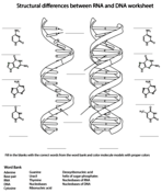 Dna structure and bases coloring page free printable coloring pages