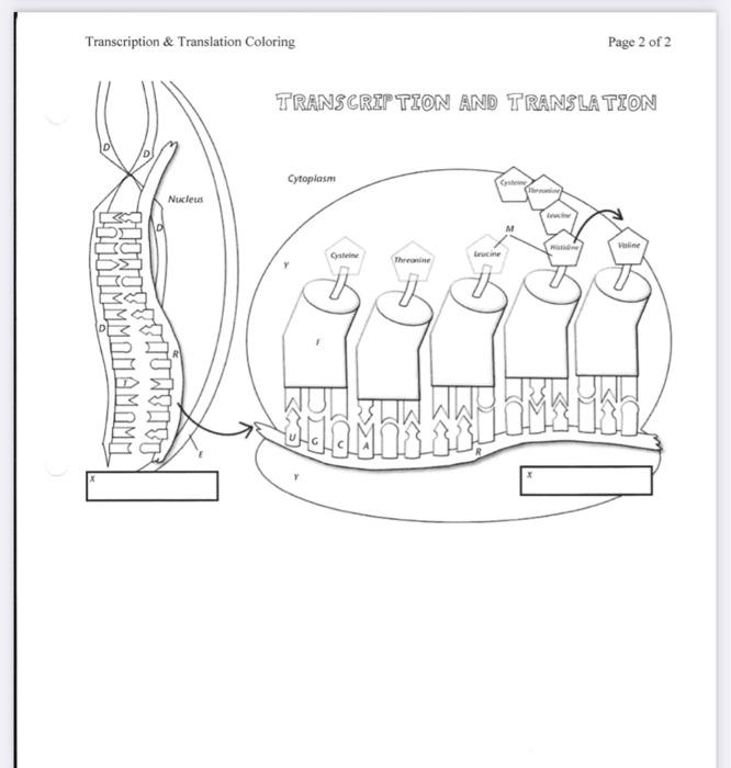 Solved transion ogonais cated transcription translation