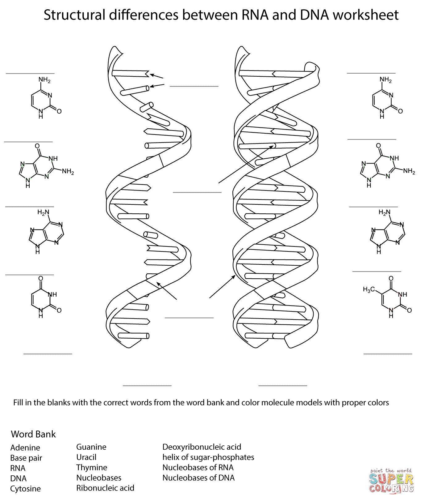 Rna and dna worksheet coloring page free printable coloring pages